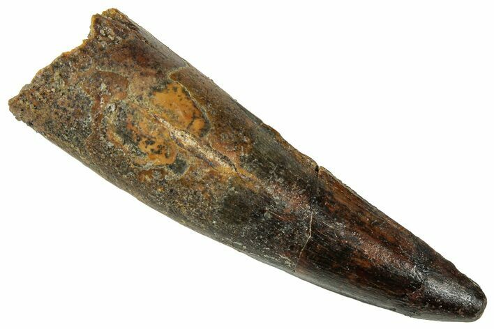 Fossil Spinosaurus Tooth - Real Dinosaur Tooth #326277